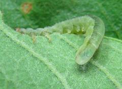 Euura longiserra