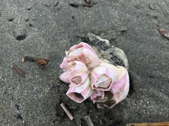 Notomegabalanus decorus