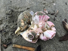 Notomegabalanus decorus