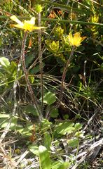 Ranunculus multiscapus