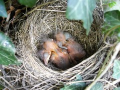 Turdus merula