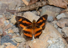 Symbrenthia hypselis