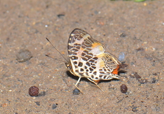 Symbrenthia hypselis