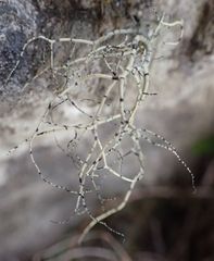 Usnea subcapillaris