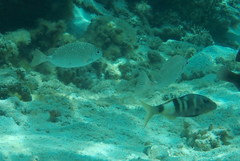 Siganus spinus