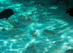 Siganus spinus