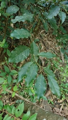 Itea parviflora