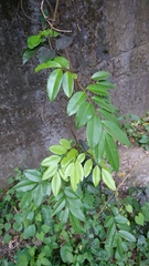 Dalbergia benthamii
