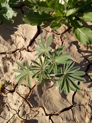 Lupinus cosentinii image