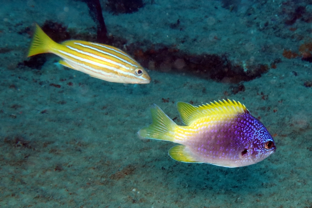 Limbaugh's chromis (Chromis limbaughi) — Pomacentridae