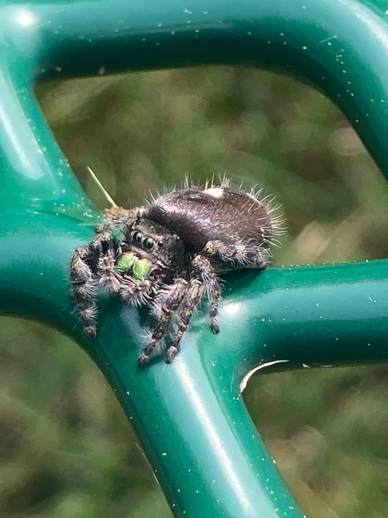 Normal Nice Spiders Typical Spiders by swine · iNaturalist