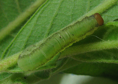 Euura longiserra