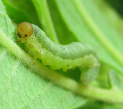 Euura longiserra