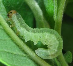 Euura longiserra