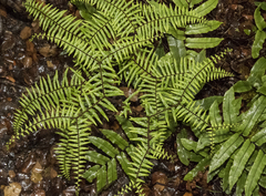 Gleichenia microphylla