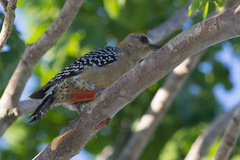 Melanerpes rubricapillus