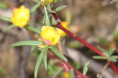 Portulaca australis