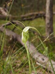 Pterostylis falcata