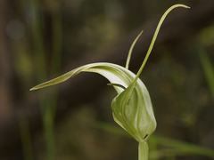 Pterostylis falcata