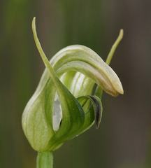 Pterostylis × ingens