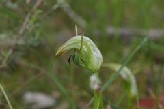 Pterostylis × ingens