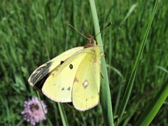 Colias erate