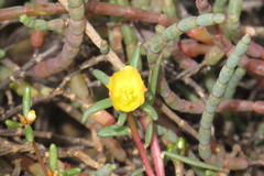 Portulaca australis
