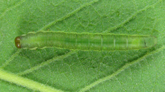Euura longiserra
