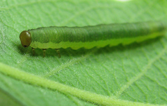 Euura longiserra