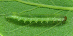 Euura longiserra