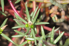 Portulaca australis
