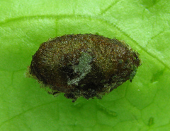 Euura longiserra
