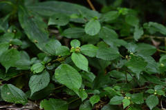 Boehmeria pilosiuscula