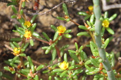 Portulaca australis