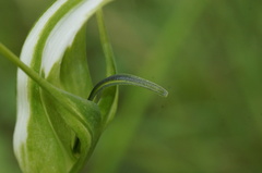 Pterostylis falcata
