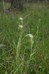 Pterostylis falcata