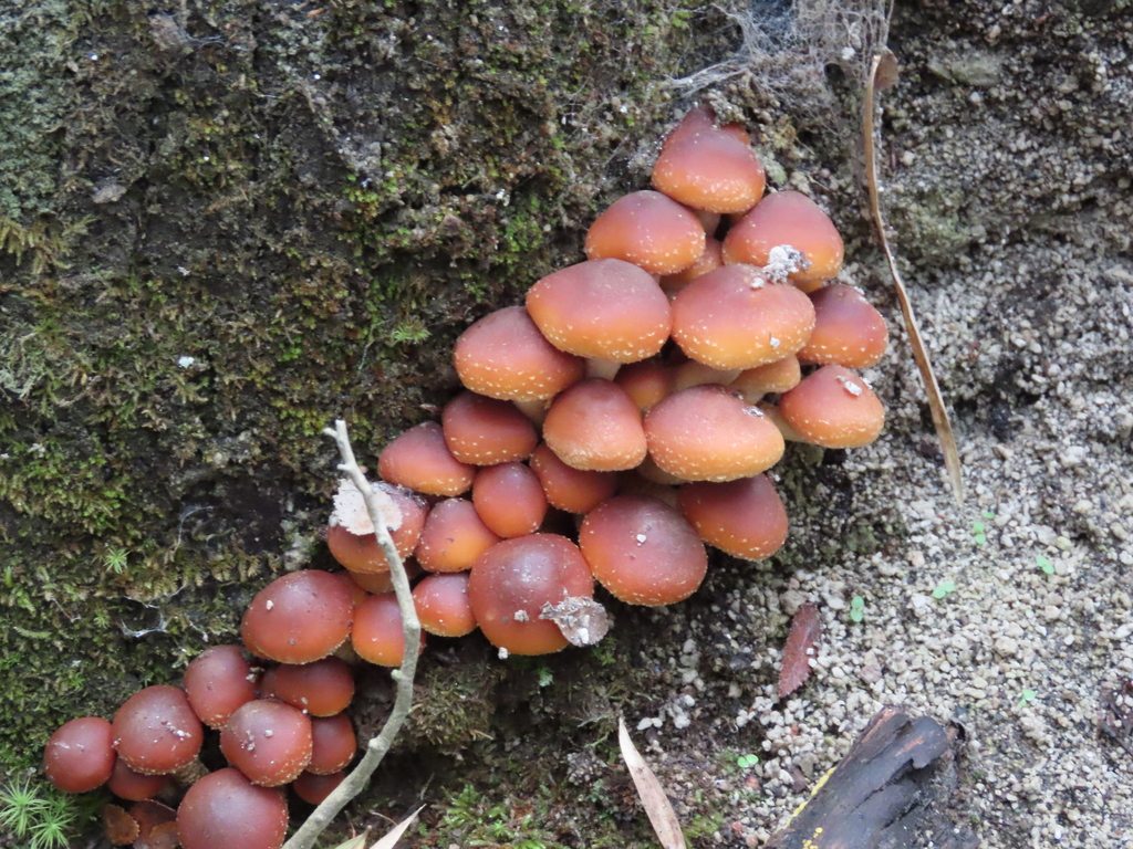 Hypholoma frowardii · June 2023 · photo: © nicoolejnik (iNaturalist, cc-by)