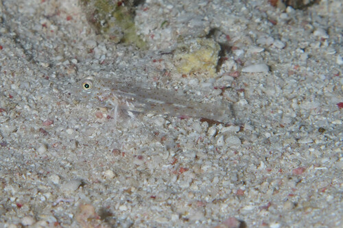 Fusigobius humerosus observed 2023-05-20