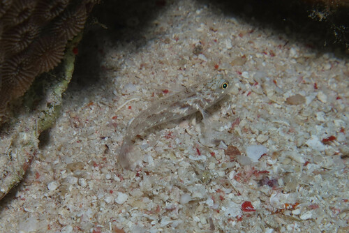 Fusigobius humerosus observed 2023-05-20