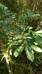 Meliosma rhoifolia