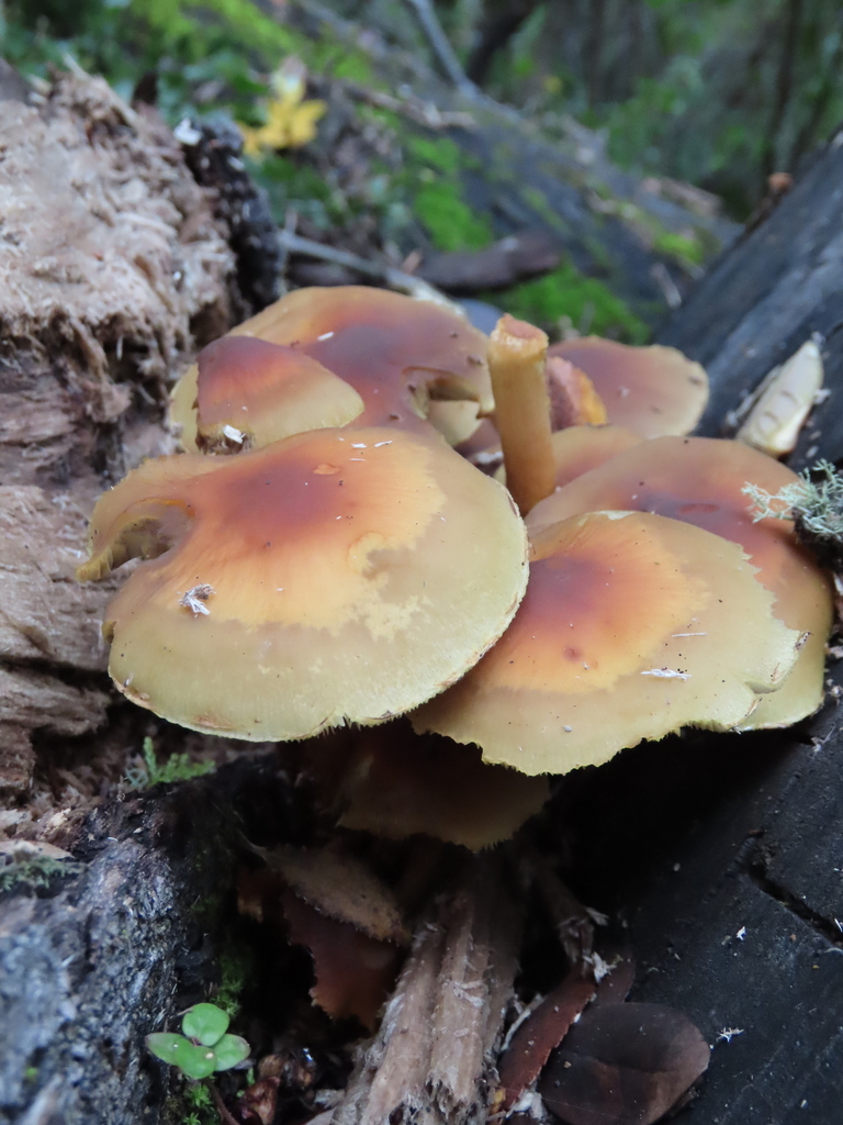 Hypholoma frowardii · June 2023 · photo: © nicoolejnik (iNaturalist, cc-by)