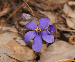 Cheiranthera linearis