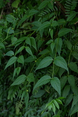 Cyclocodon lancifolius