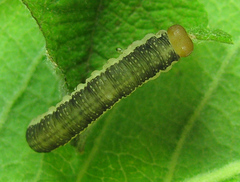 Euura longiserra