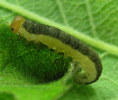 Euura longiserra