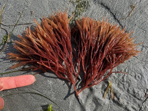 Scinaia confusa observed 2023-06-18