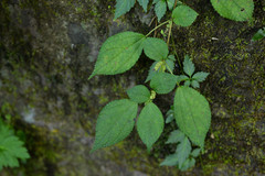 Boehmeria pilosiuscula