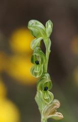 Pterostylis bicolor
