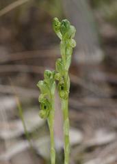 Pterostylis bicolor
