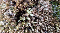 Montitega dealbata